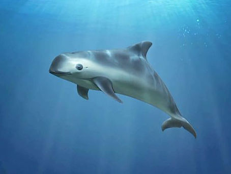 Gobierno de López Obrador se olvida de una especie en peligro de extinción, la vaquita marina