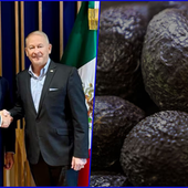 ¡MÉXICO Y EU REACTIVAN EL COMERCIO DEL AGUACATE! Seguridad en Michoacán destraba operaciones estadounidenses