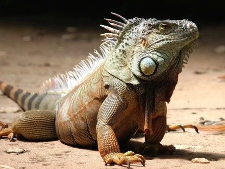 Día Mundial del Lagarto: protege la biodiversidad