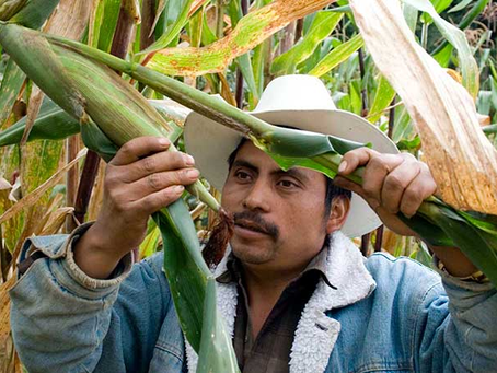 La Sequía Disminuye Más del 10% de la Producción de Granos Básicos en México y sube su precio