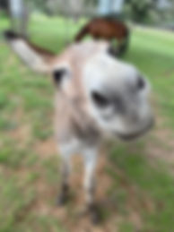 IMG_1294.jpeg