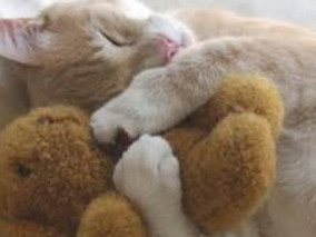 Where's That Warm and Fuzzy Blanket