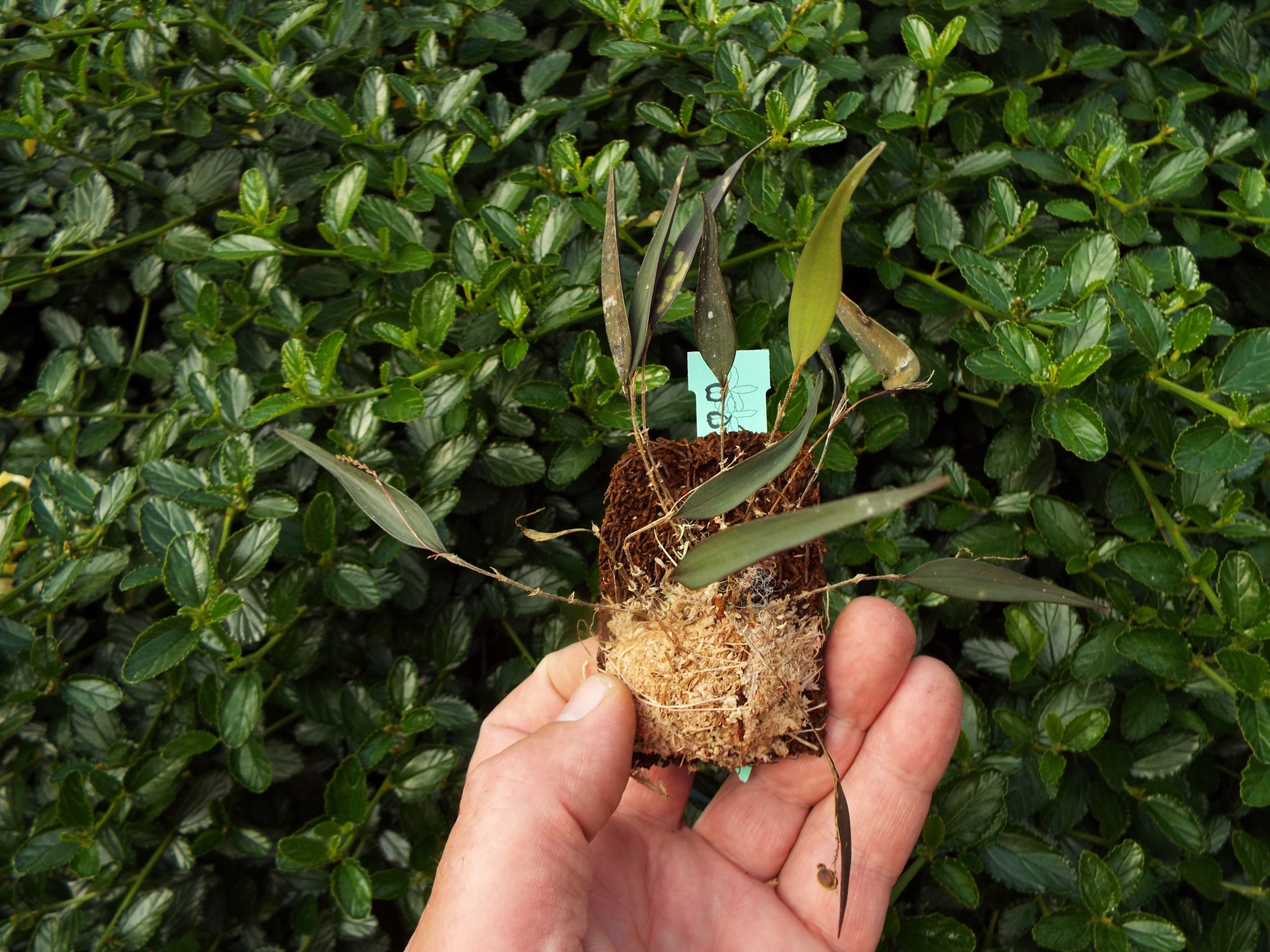 Lepanthes jubata
