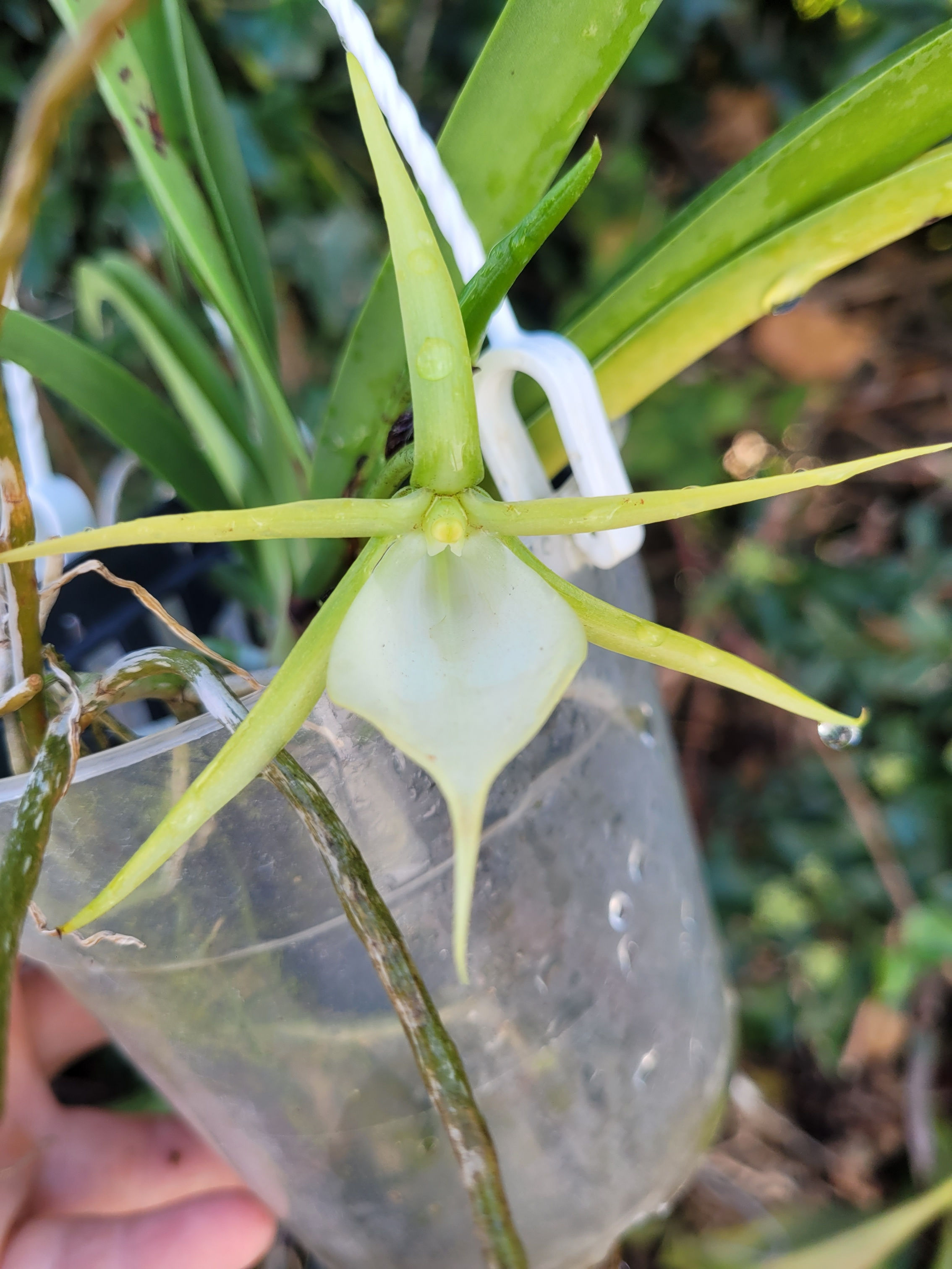 Angraecum praestans