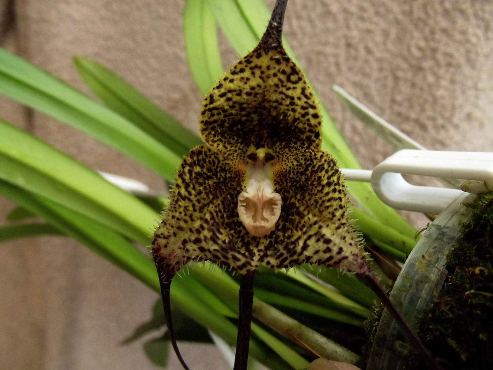 Thumbnail: Dracula orientalis