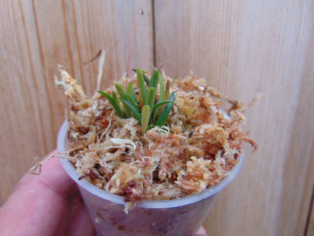 Thumbnail: Trisetella cordeliae