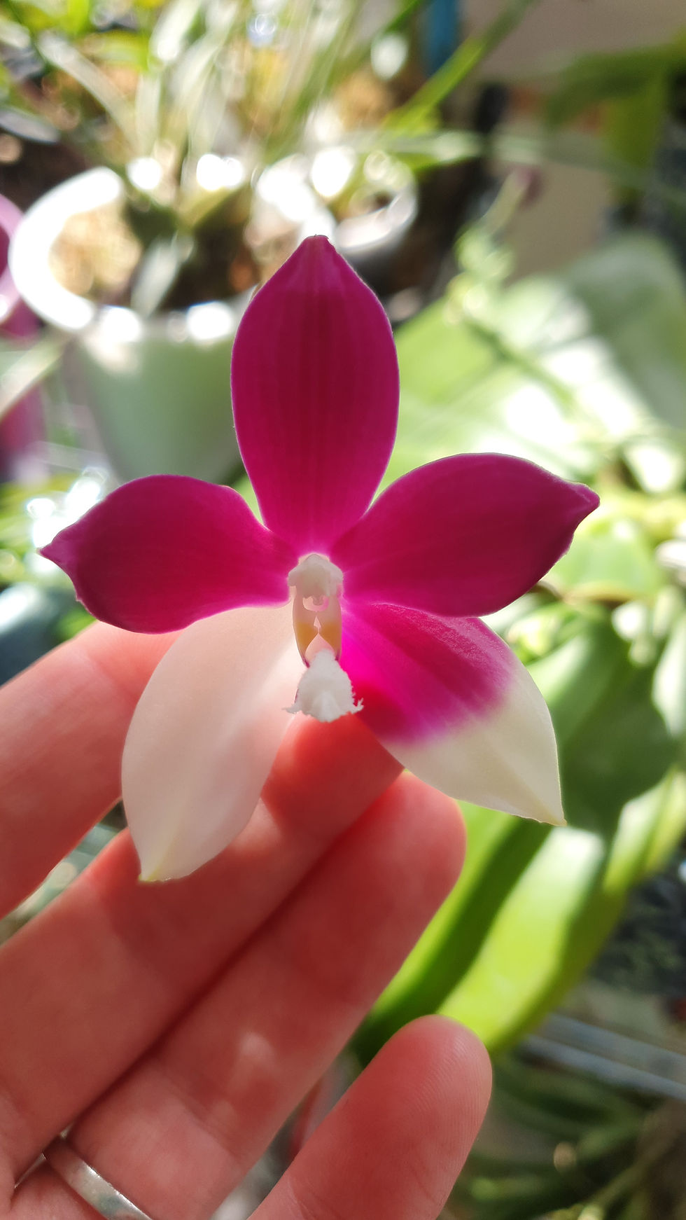 Phalaenopsis tetraspis C1