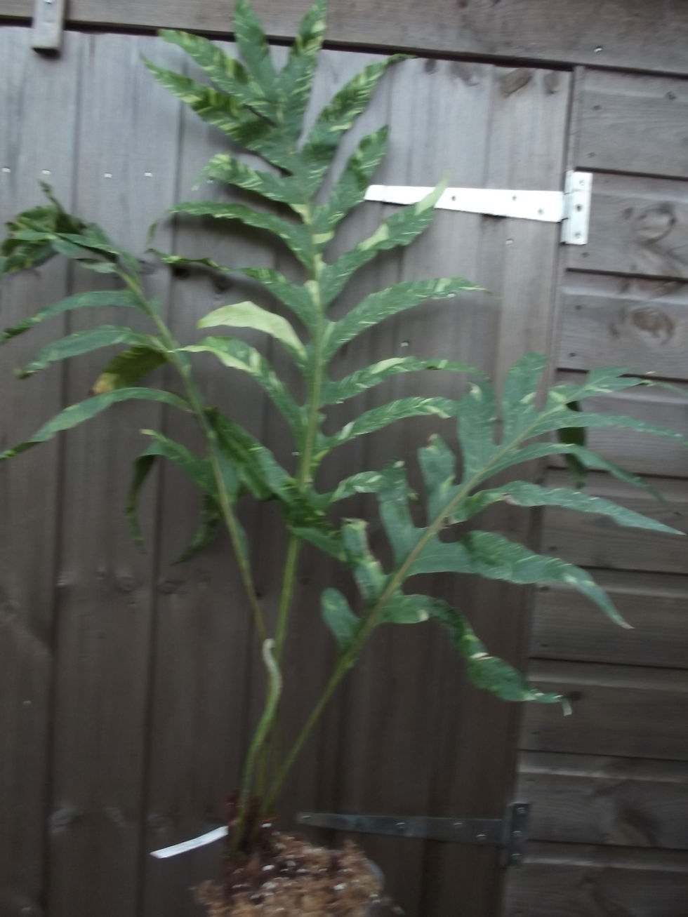 Thumbnail: Drynaria quercifolia variegated