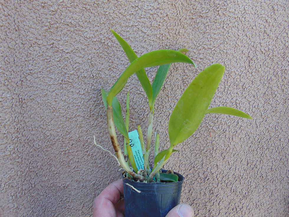 Thumbnail: Cattleya porphyroglossa
