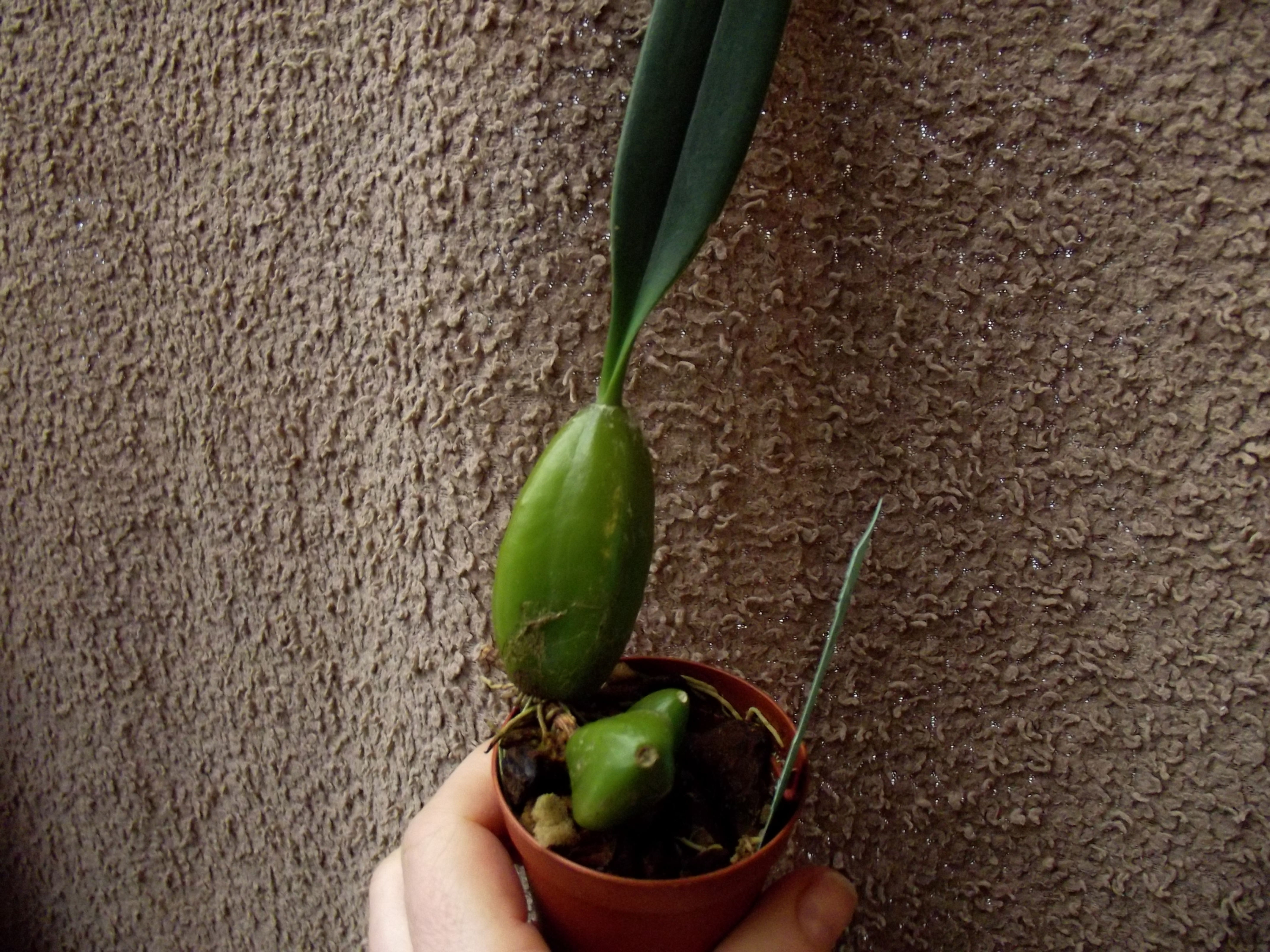 Bulbophyllum dixonii