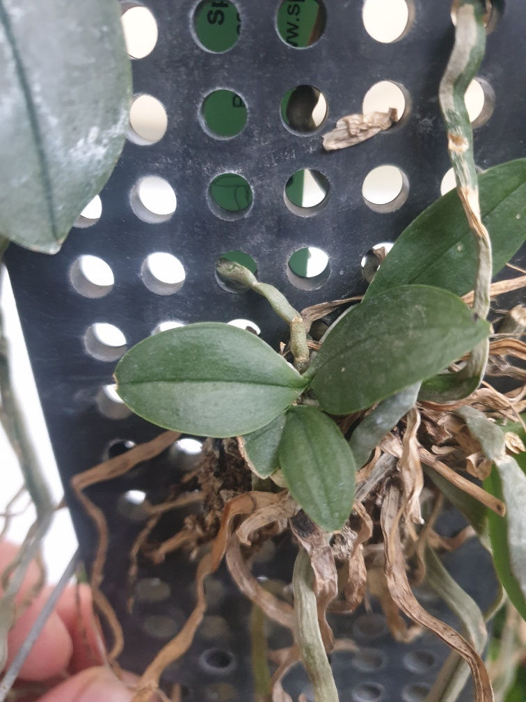 Thumbnail: Phalaenopsis parishii