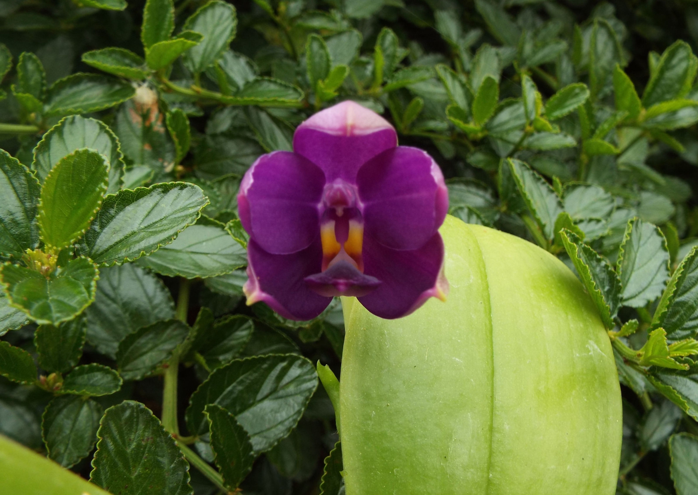Phalaenopsis violacea indigo