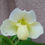 Thumbnail: Paphiopedilum White Lady
