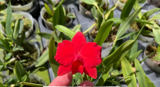 Cattleya Candy Ball 'Ruby Red' x C. Mini Pet