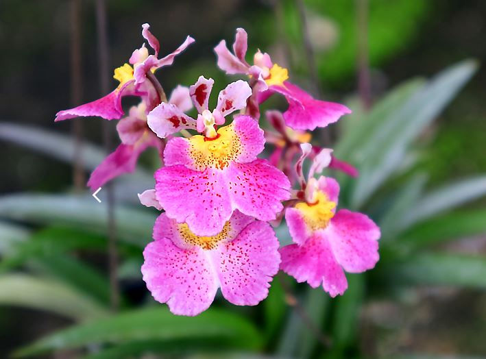 Tolumnia Jairak Flyer No. 642 (w)