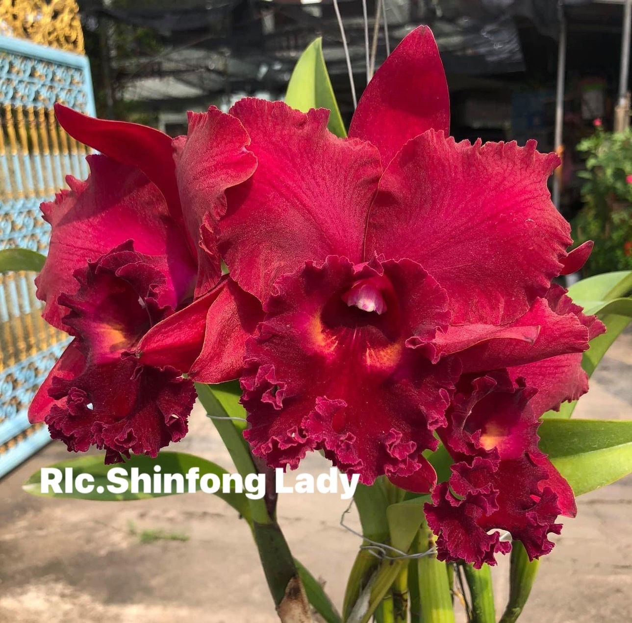 Cattleya/ Rlc. Shinfong Lady