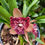 Thumbnail: Cymbidium  Hot Devon 'Bird of Paradise'