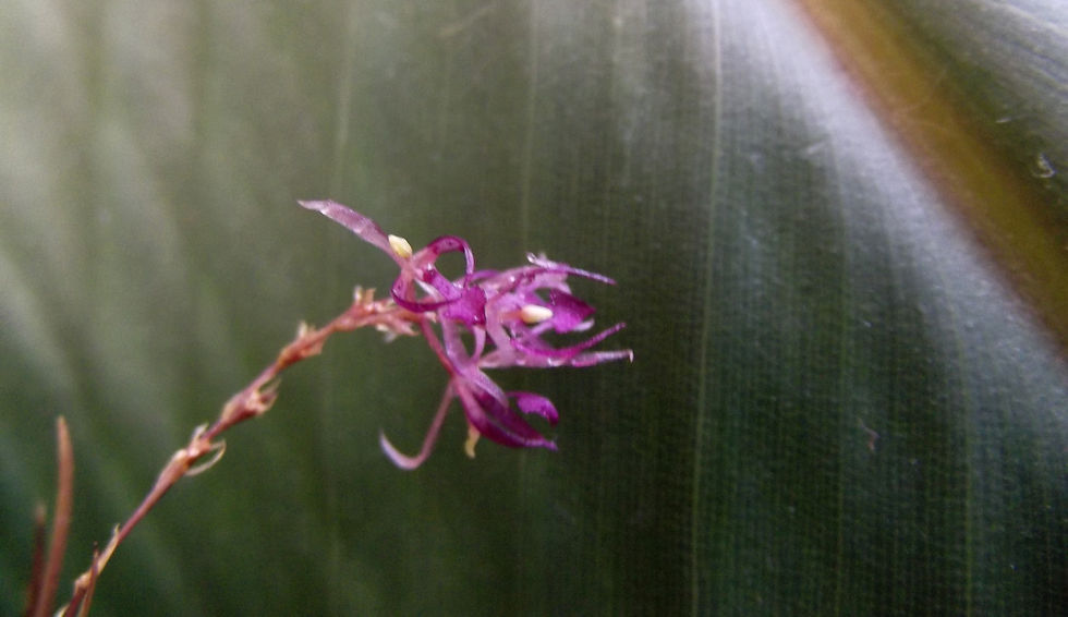 Thumbnail: Macroclinium borjaense
