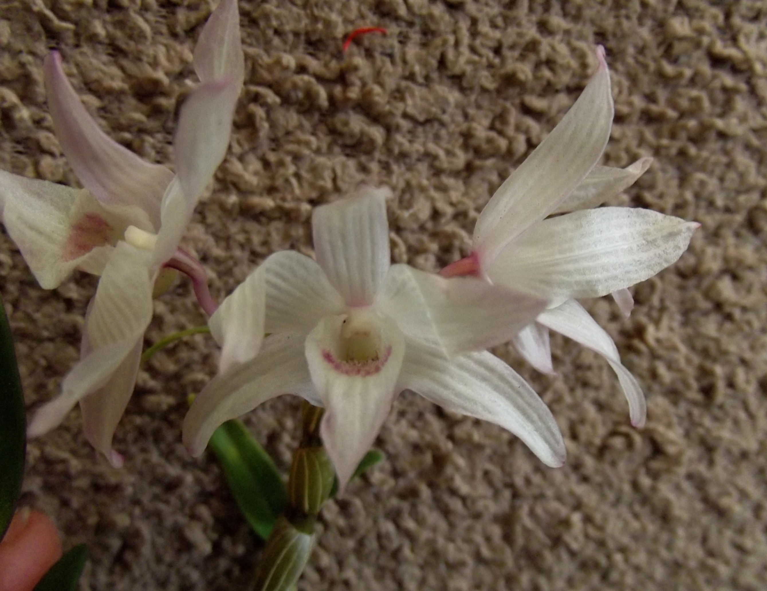 Dendrobium moniliforme Japanese dwarf form