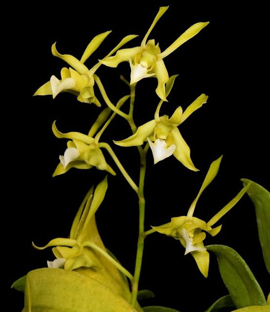 Dendrobium bicaudatum v. album