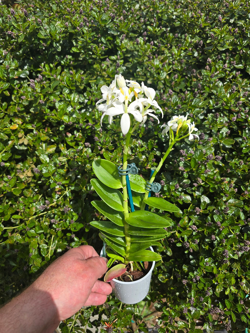 Thumbnail: Epidendrum ballerina `white`