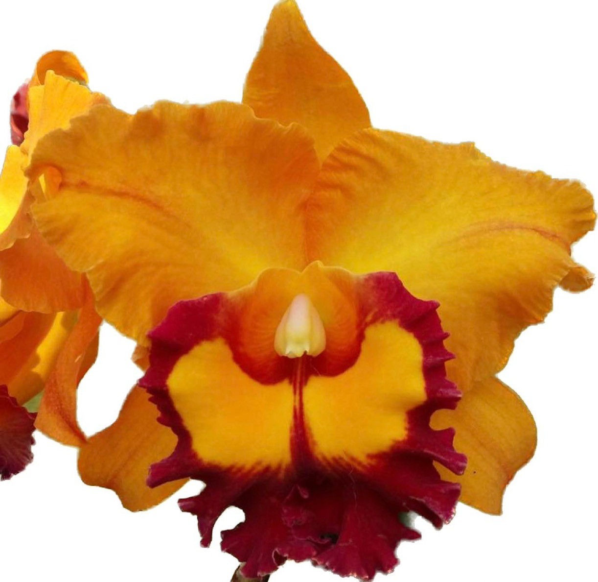 Cattleya/ Rlc. Double Delight 'Golden Eye'