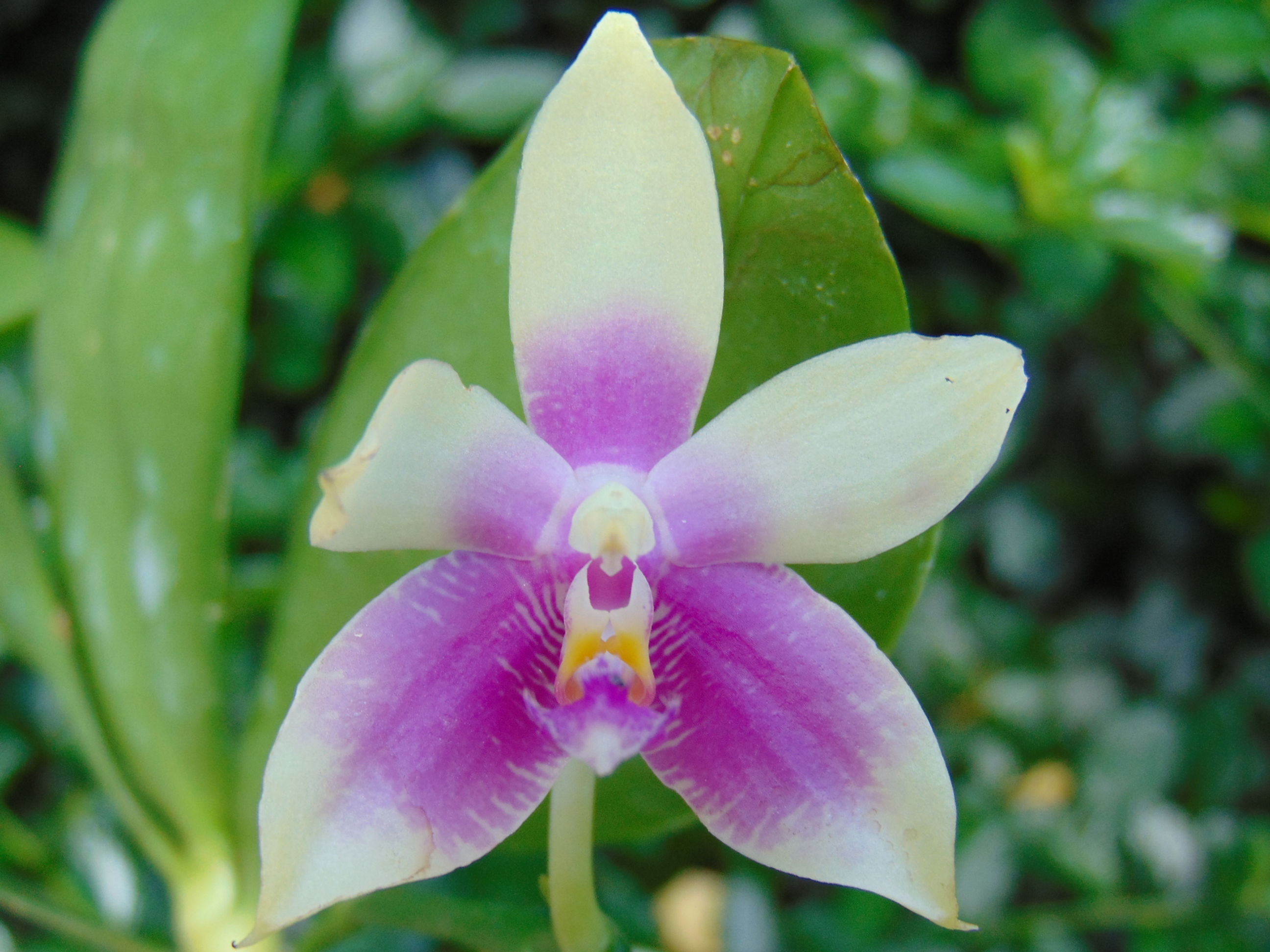 Phalaenopsis CTL Venolina Tetriacea x fimbriata