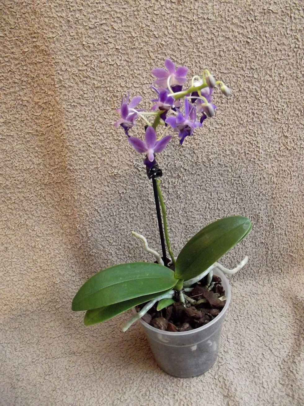 Thumbnail: Doritaenopsis Purple Gem `Aida