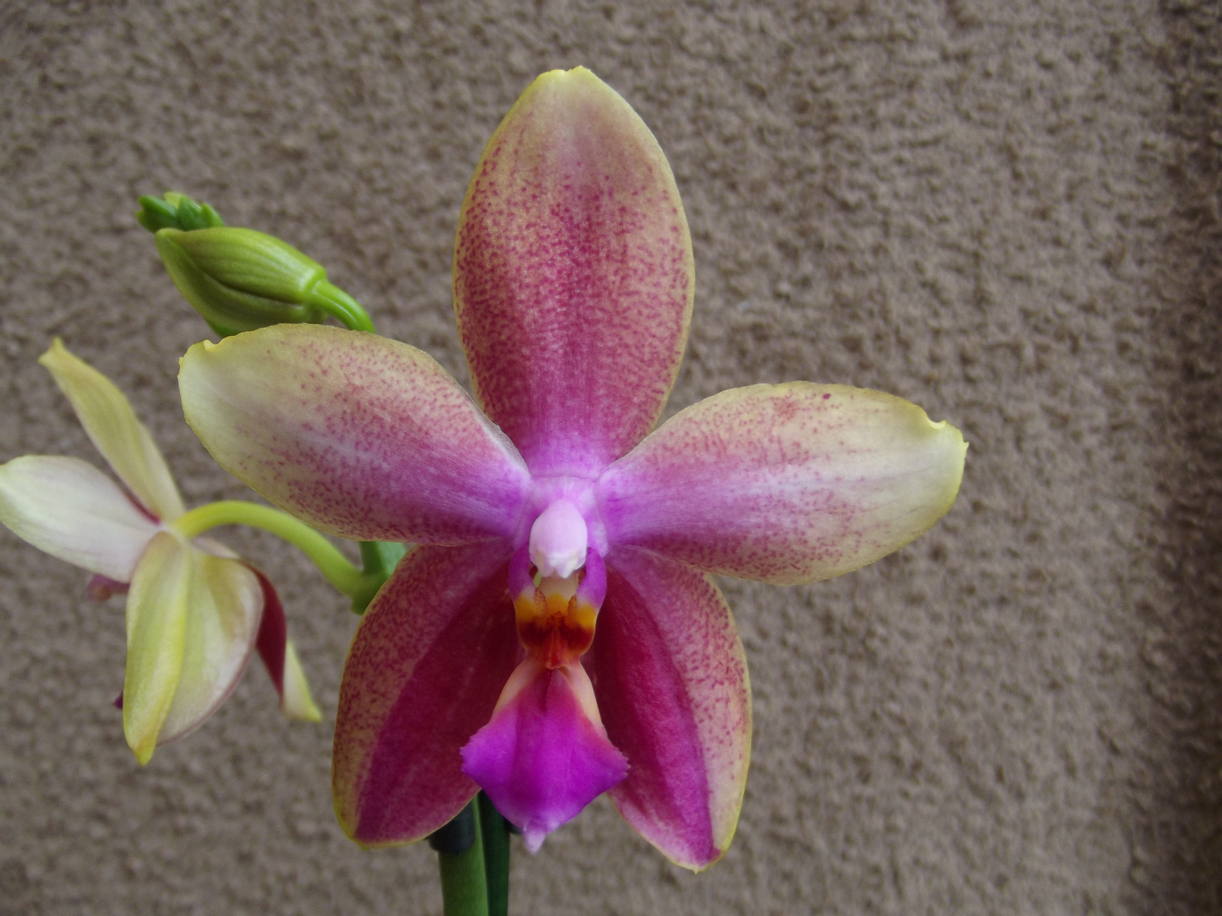 Phalaenopsis Sweet Memory 'Liodoro'