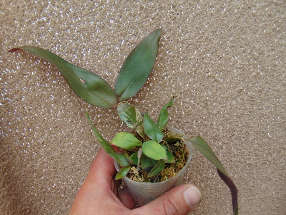 Thumbnail: Dendrobium pseudolamellatum