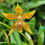 Thumbnail: Oncidium lindleyoides x Cohlioda Louis Posey