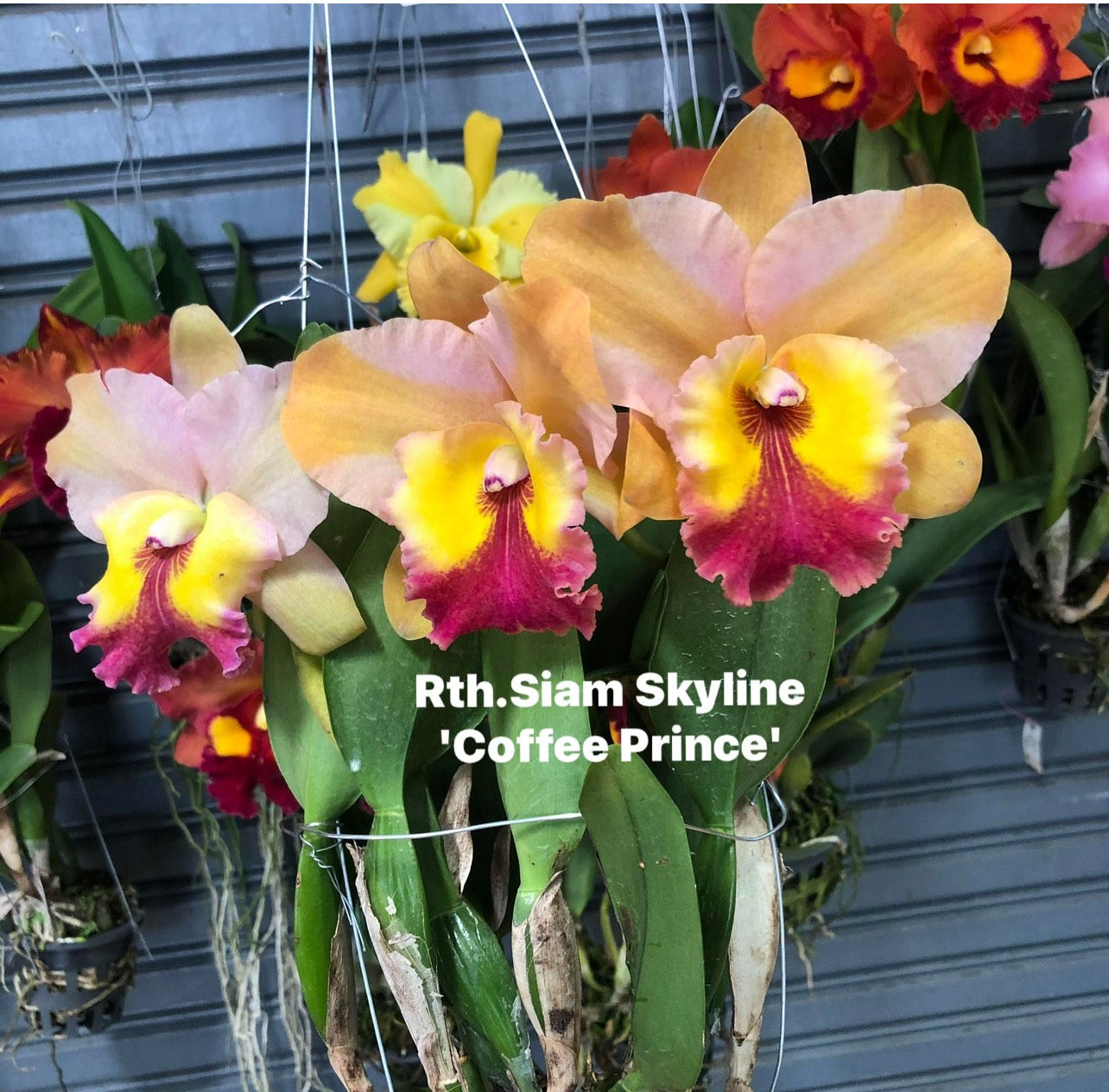 Cattleya / Rth. Siam Skyline 'Coffee Prince'