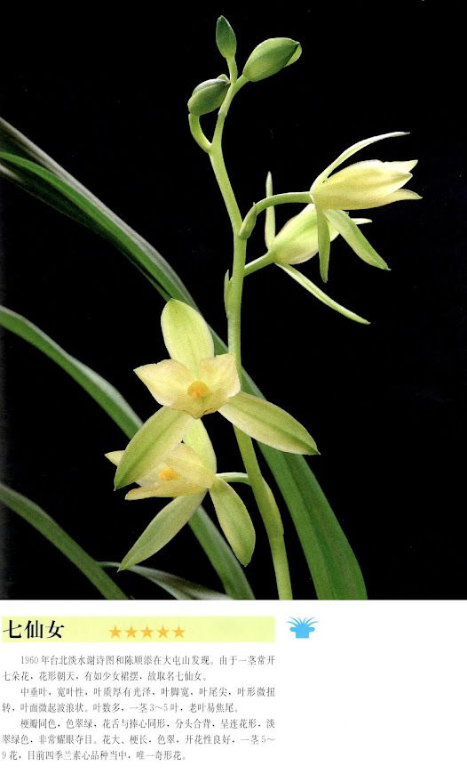Cymbidium ensifolium Qi Xian Nu
