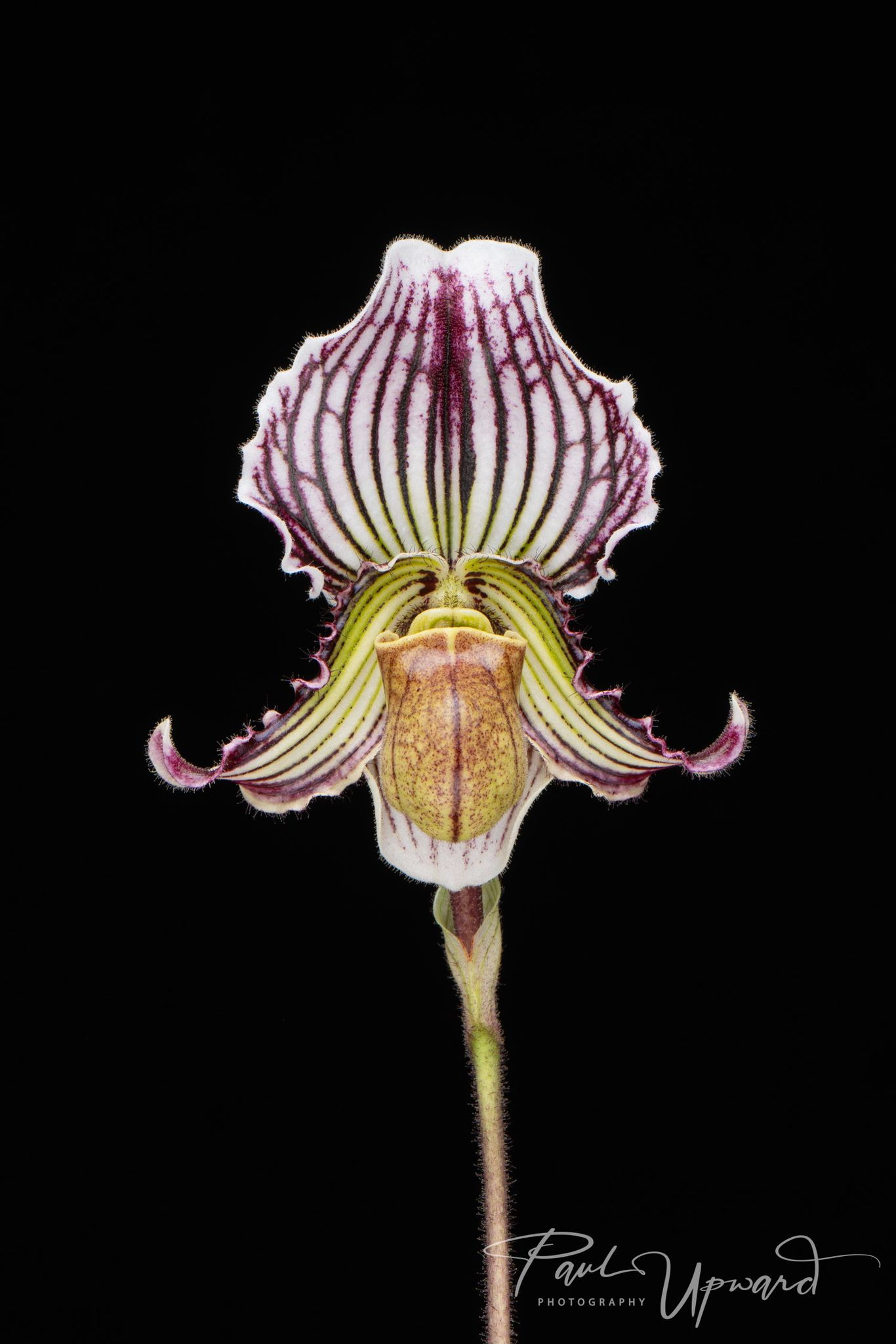 Paphiopedilum fairrieanum