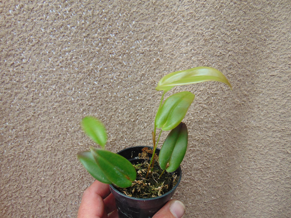 Thumbnail: Pleurothallis palliolata