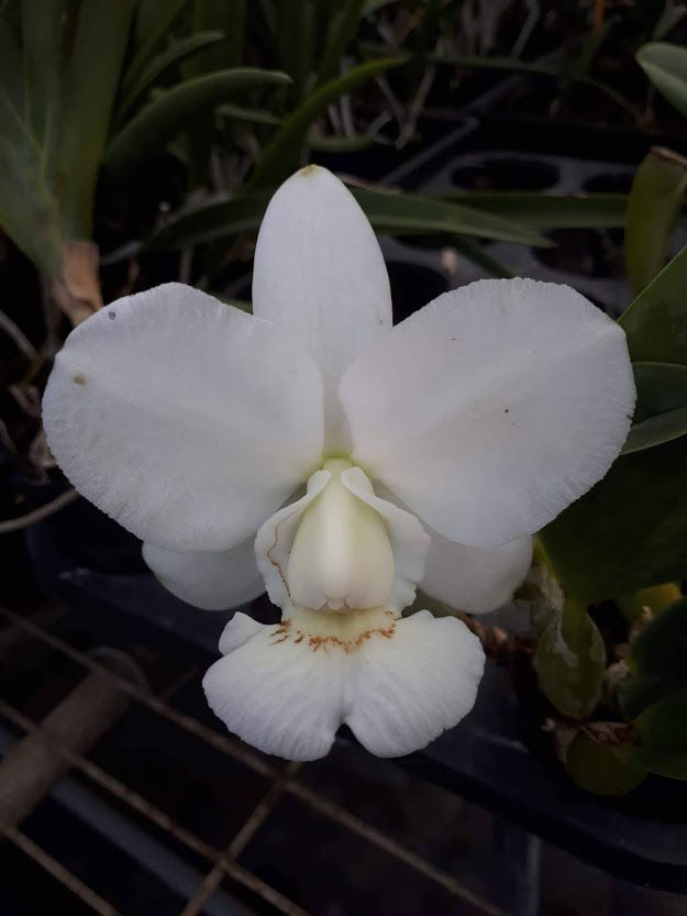 Cattleya walkeriana alba