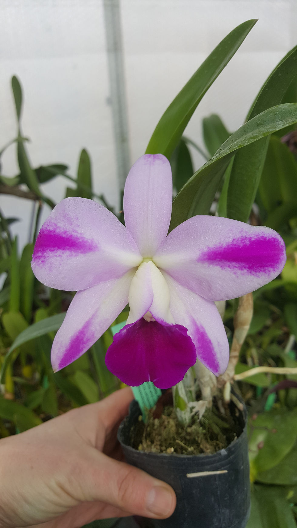 Thumbnail: Cattleya Mona Pink Hiromi