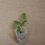 Thumbnail: Laelia dayana coerulea