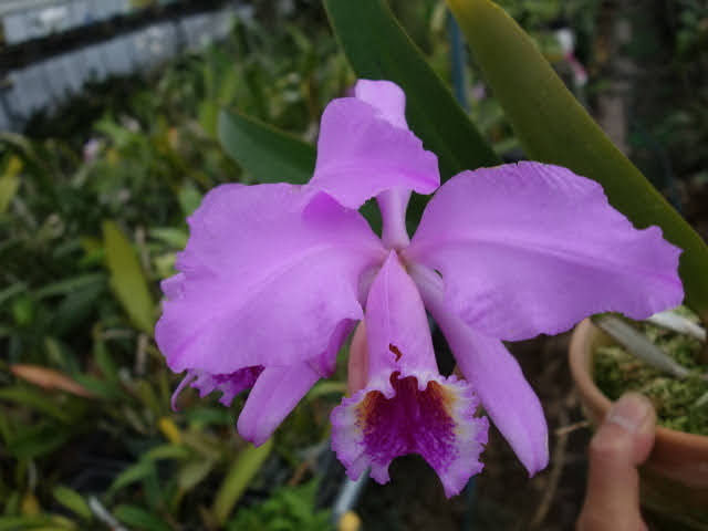 Cattleya mossiae Pink Commander