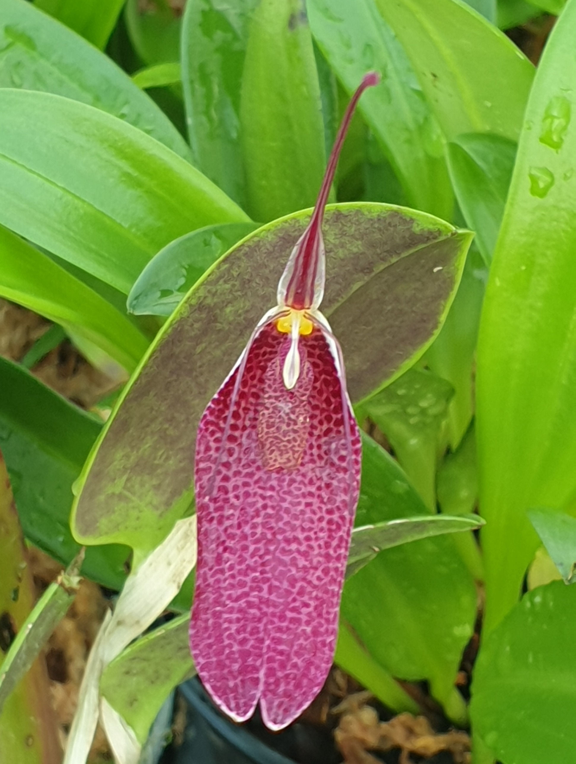 Restrepia antennifera