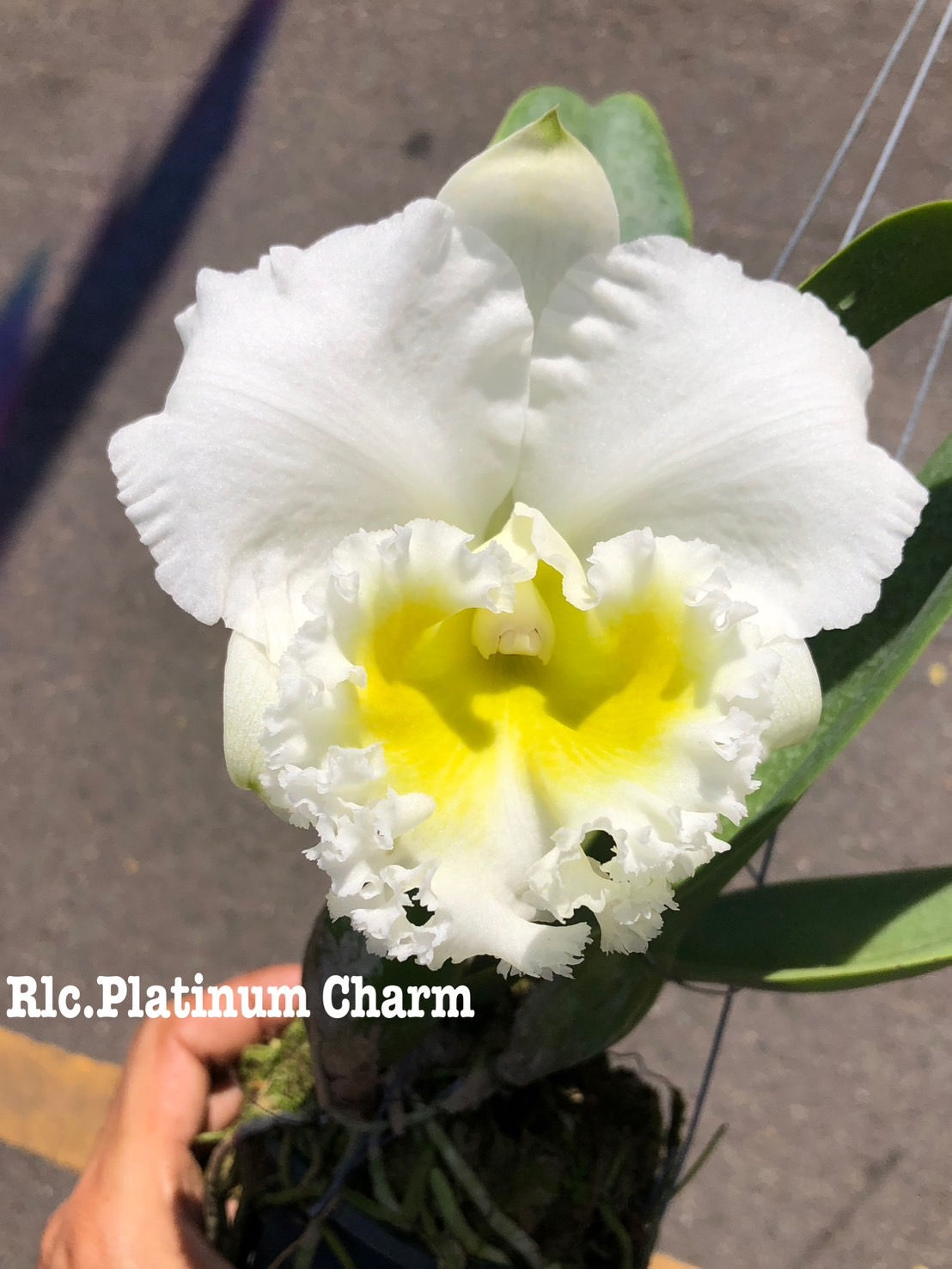 Cattleya 'Platinum Charm'