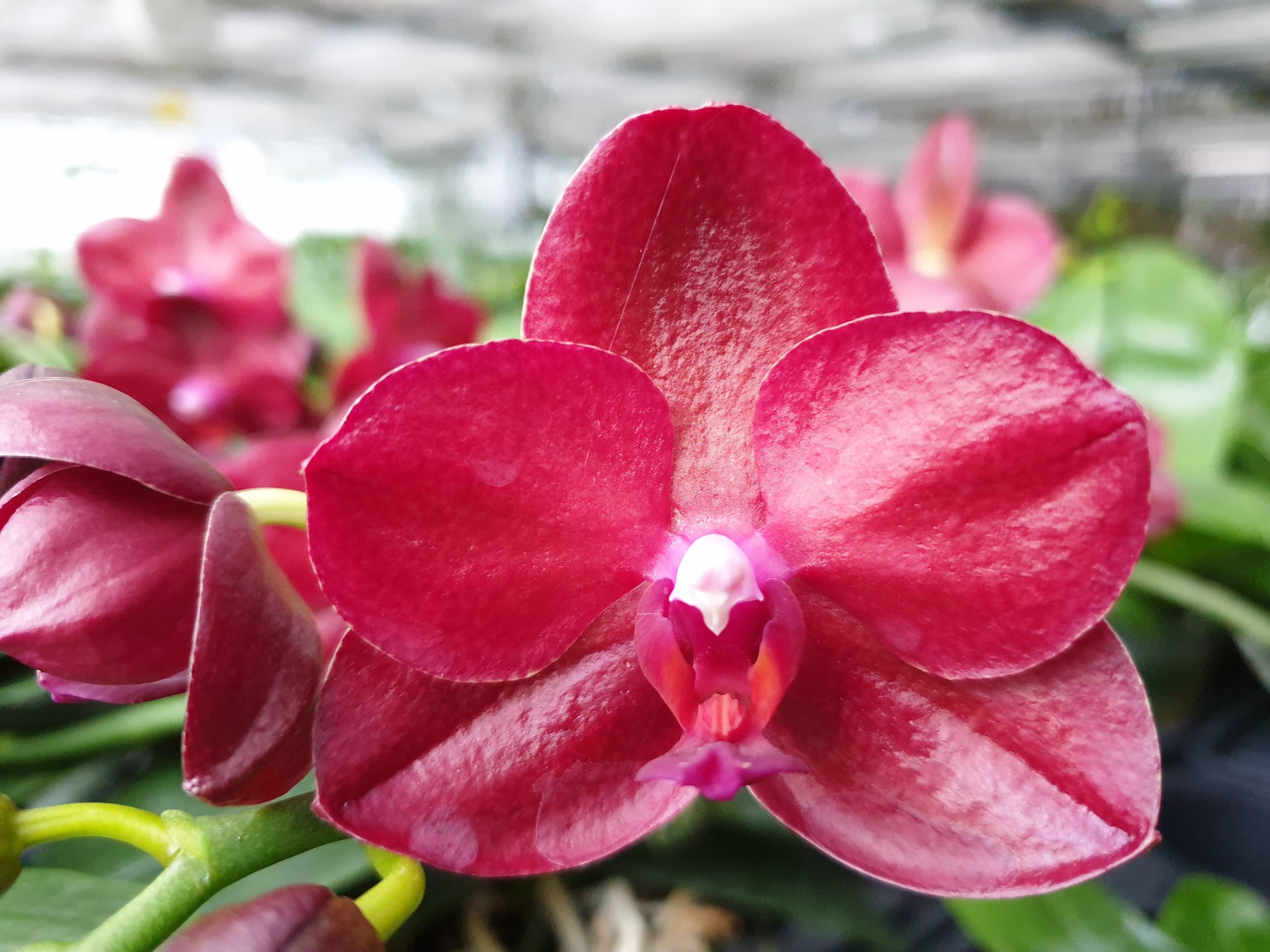 Phalaenopsis Haur Jih Fancy 'Taida Ruby'
