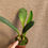 Thumbnail: Masdevallia macrura / Long tailed Masdevallia