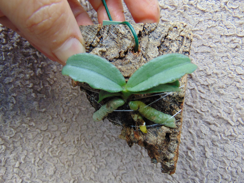 Thumbnail: Aerangis verdickii