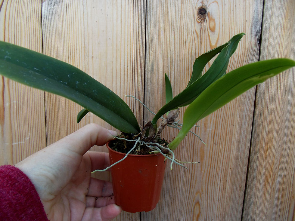 Thumbnail: Bulbophyllum Louis Sander