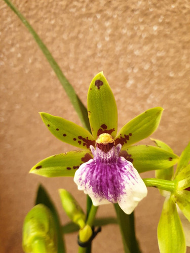 Zygopetalum 'Impasto Green' | Spicesotic plants