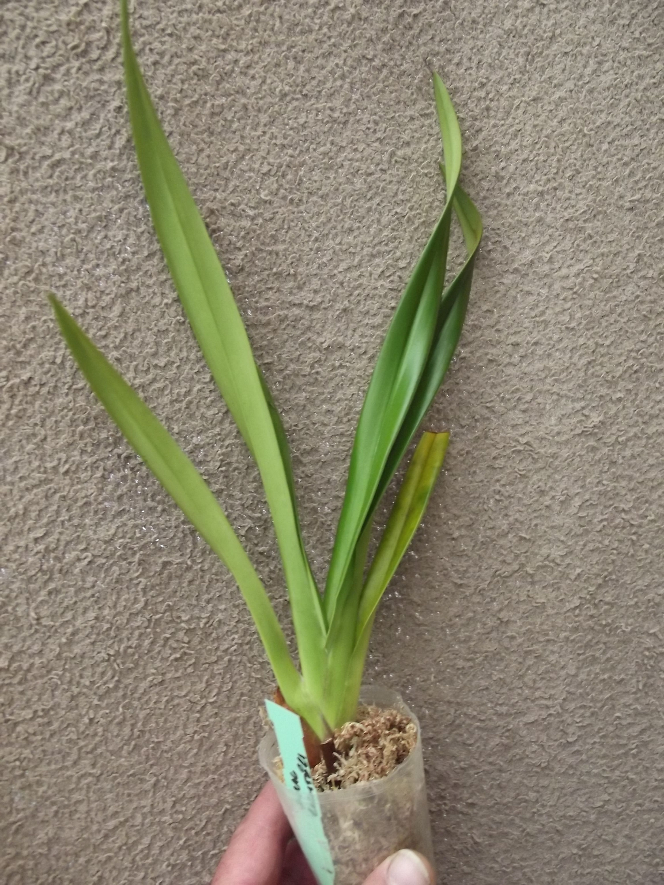 Phragmipedium x richteri