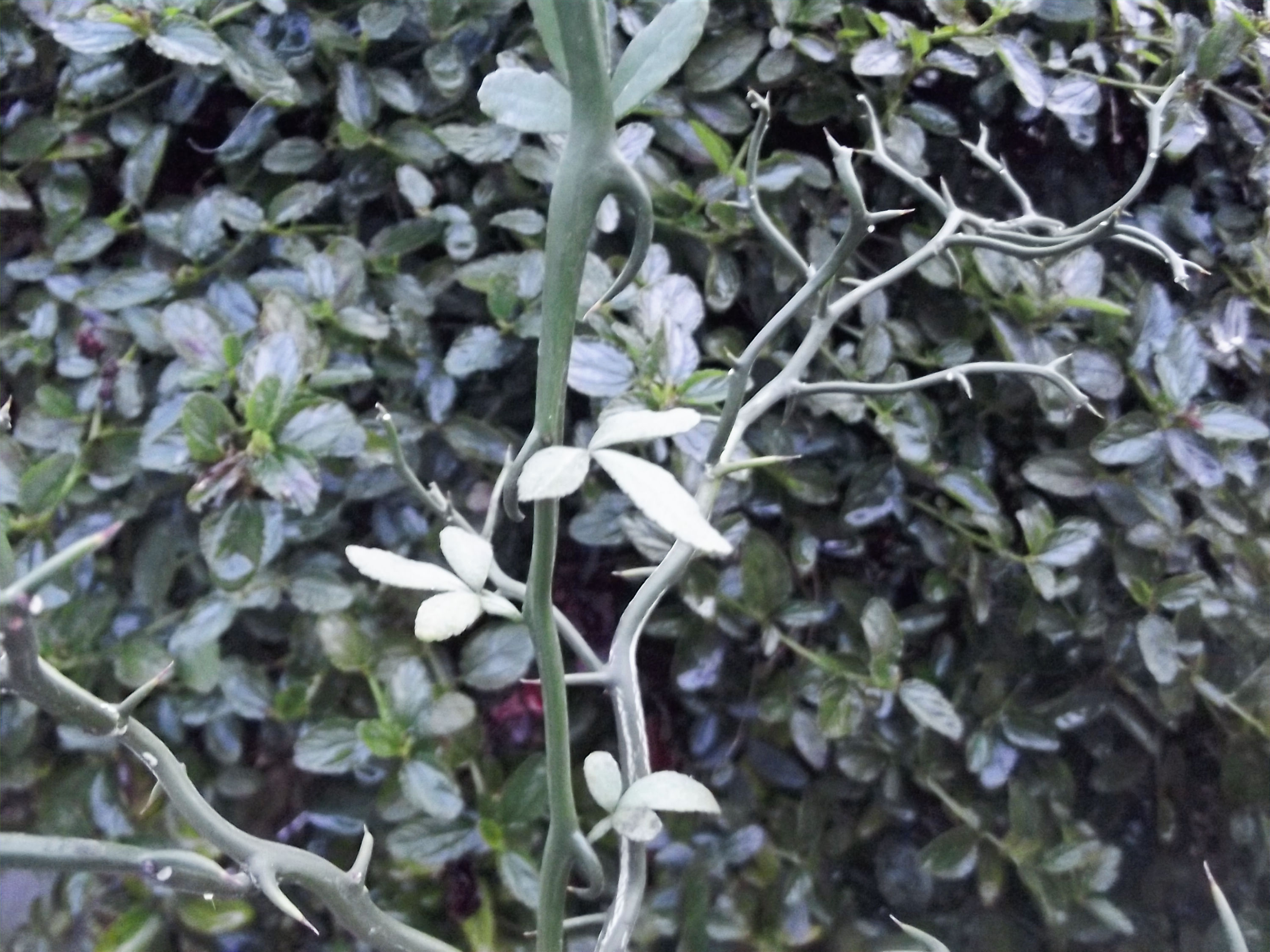 Poncirus trifoliata 'Flying Dragon' /Japanese bitter orange