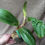 Thumbnail: Bulbophyllum foetidum