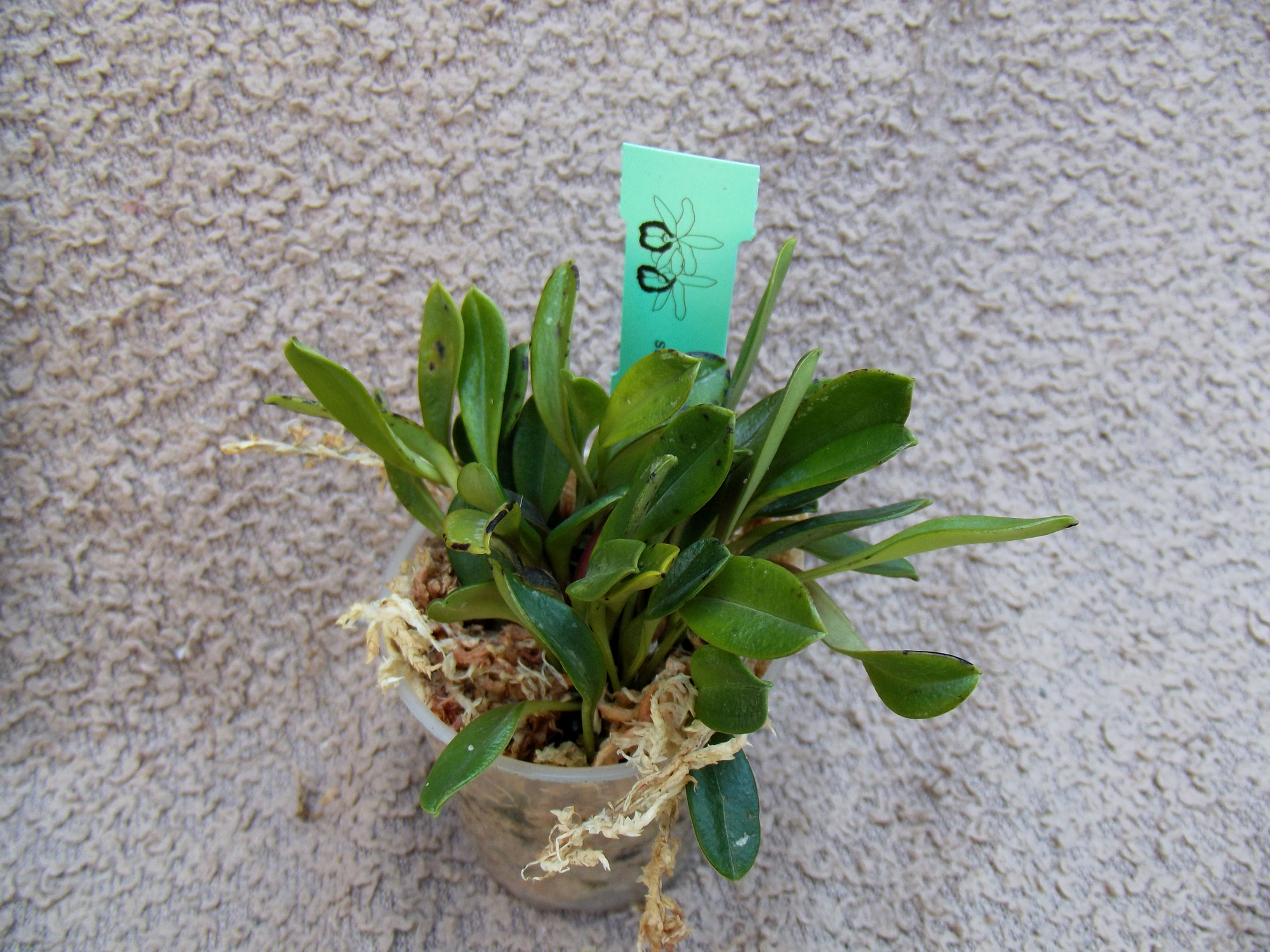 Porroglossum aureum Ecuagenera